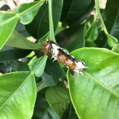 Unidentified Insect at Pambula, NSW - 3 Mar 2022 by elizabethgleeson