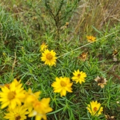 Xerochrysum viscosum (Sticky Everlasting) at Mount Mugga Mugga - 30 Mar 2022 by Mike