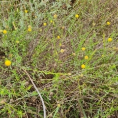 Calotis lappulacea (Yellow Burr Daisy) at O'Malley, ACT - 30 Mar 2022 by Mike