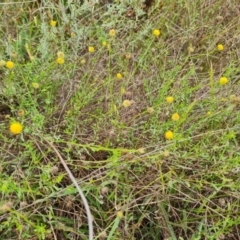 Calotis lappulacea (Yellow Burr Daisy) at Mount Mugga Mugga - 30 Mar 2022 by Mike
