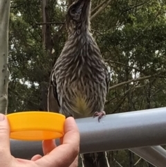 Anthochaera carunculata (Red Wattlebird) at Pambula, NSW - 24 Mar 2022 by elizabethgleeson