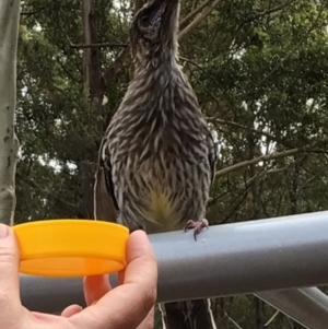 Anthochaera carunculata at Pambula, NSW - 24 Mar 2022