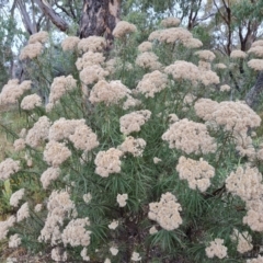 Cassinia longifolia (Shiny Cassinia, Cauliflower Bush) at O'Malley, ACT - 30 Mar 2022 by Mike