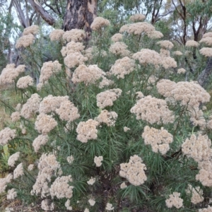 Cassinia longifolia at O'Malley, ACT - 30 Mar 2022 03:39 PM