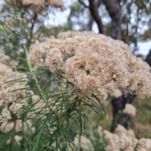 Cassinia longifolia at O'Malley, ACT - 30 Mar 2022