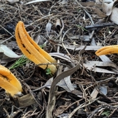 Unidentified Clubs/stalks on wood or on leaf/twig litter (TBC) at Bowral, NSW - 30 Mar 2022 by JanetMW