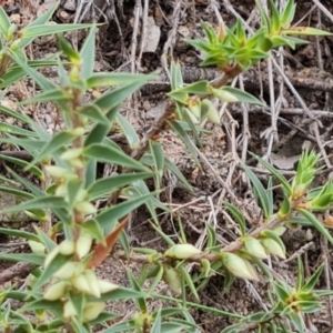 Melichrus urceolatus at O'Malley, ACT - 30 Mar 2022 03:48 PM