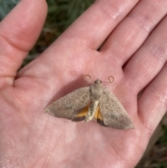 Mnesampela heliochrysa (Golden-winged Gum Moth) at Booth, ACT - 30 Mar 2022 by PennyD