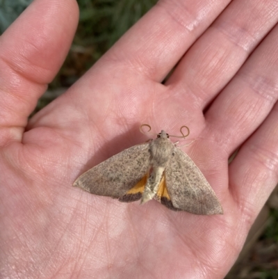 Mnesampela heliochrysa (Golden-winged Gum Moth) at Booth, ACT - 30 Mar 2022 by PennyD