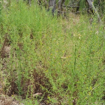 Dittrichia graveolens (Stinkwort) at Mount Mugga Mugga - 30 Mar 2022 by Mike