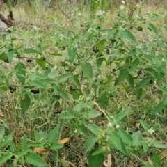 Solanum chenopodioides (Whitetip Nightshade) at O'Malley, ACT - 30 Mar 2022 by Mike