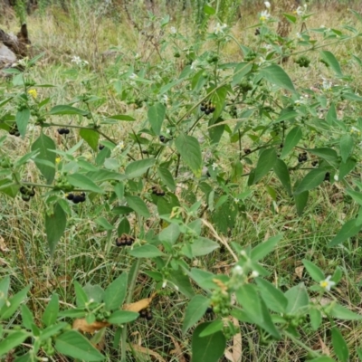 Solanum chenopodioides (Whitetip Nightshade) at Mount Mugga Mugga - 30 Mar 2022 by Mike