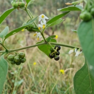 Solanum chenopodioides at O'Malley, ACT - 30 Mar 2022