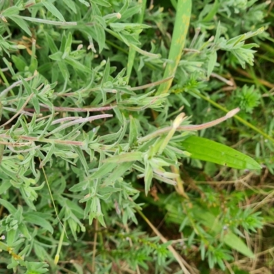 Epilobium billardiereanum subsp. cinereum (Variable Willow-herb) at Mount Mugga Mugga - 30 Mar 2022 by Mike