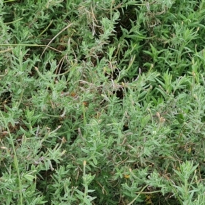 Epilobium billardiereanum subsp. cinereum at Jerrabomberra, ACT - 30 Mar 2022