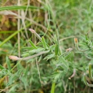Epilobium billardiereanum subsp. cinereum at Jerrabomberra, ACT - 30 Mar 2022