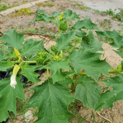 Datura stramonium (Common Thornapple) at O'Malley, ACT - 30 Mar 2022 by Mike