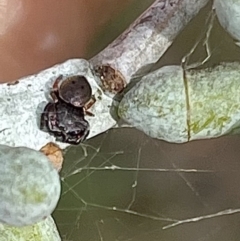 Simaethula sp. (genus) (A jumping spider) at Cooleman Ridge - 29 Mar 2022 by WindyHen