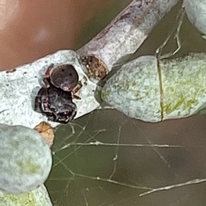 Simaethula sp. (genus) at Stromlo, ACT - 30 Mar 2022