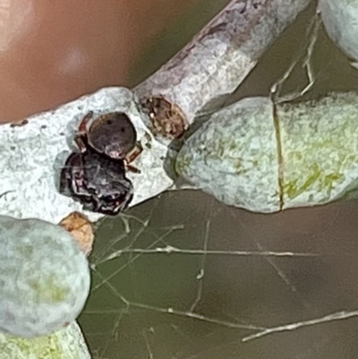 Simaethula sp. (genus) (A jumping spider) at Stromlo, ACT - 29 Mar 2022 by WindyHen