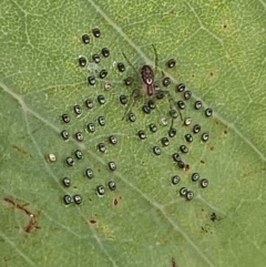 Unidentified Spider (Araneae) at Cooleman Ridge - 29 Mar 2022 by WindyHen