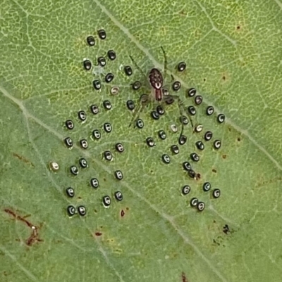 Unidentified Spider (Araneae) at Chapman, ACT - 29 Mar 2022 by WindyHen