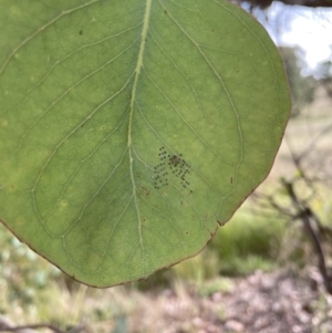 Unidentified at suppressed - 30 Mar 2022