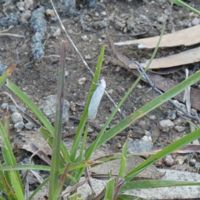 Scieropepla polyxesta (Xyloryctidae) at Jindabyne, NSW - 12 Mar 2022 by Amata