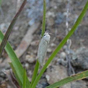 Scieropepla polyxesta at Jindabyne, NSW - suppressed