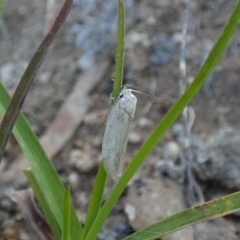 Scieropepla polyxesta at Jindabyne, NSW - 12 Mar 2022