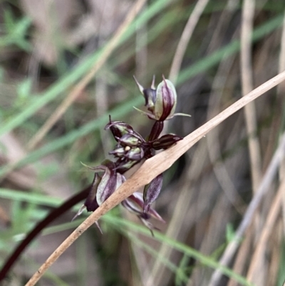 Acianthus exsertus (Large Mosquito Orchid) at Black Mountain - 30 Mar 2022 by Ned_Johnston