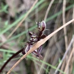 Acianthus exsertus (Large mosquito orchid) at Acton, ACT - 30 Mar 2022 by Ned_Johnston