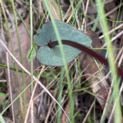 Acianthus exsertus at Point 4558 - 30 Mar 2022