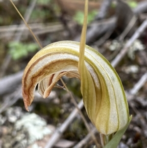 Diplodium truncatum at Bruce, ACT - suppressed