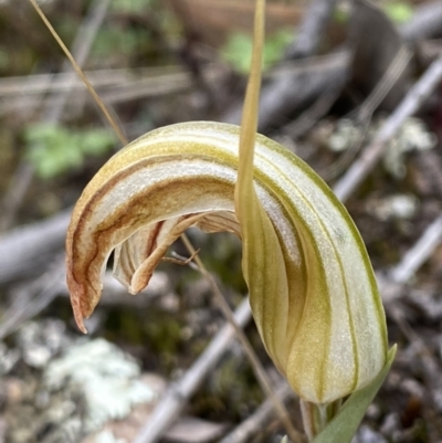 Diplodium truncatum (Little Dumpies, Brittle Greenhood) at Bruce, ACT - 30 Mar 2022 by Ned_Johnston