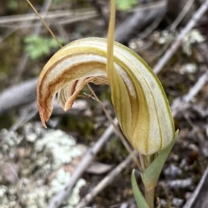 Diplodium truncatum at Bruce, ACT - 30 Mar 2022