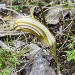 Diplodium truncatum at Bruce, ACT - 30 Mar 2022