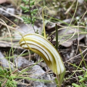 Diplodium truncatum at Bruce, ACT - 30 Mar 2022