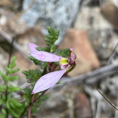 Eriochilus cucullatus (Parson's Bands) at Bruce, ACT - 30 Mar 2022 by NedJohnston