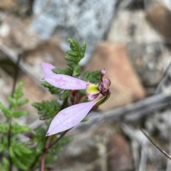 Eriochilus cucullatus (Parson's Bands) at Bruce, ACT - 30 Mar 2022 by Ned_Johnston