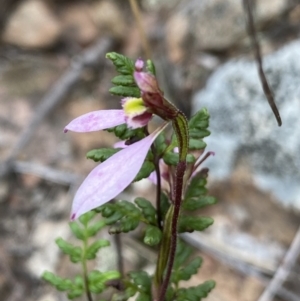 Eriochilus cucullatus at Bruce, ACT - 30 Mar 2022