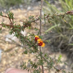 Dillwynia sericea at Acton, ACT - 30 Mar 2022