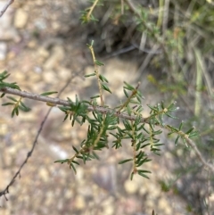 Dillwynia sericea at Acton, ACT - 30 Mar 2022 02:47 PM