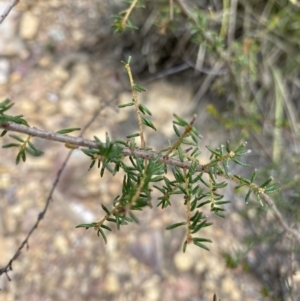 Dillwynia sericea at Acton, ACT - 30 Mar 2022