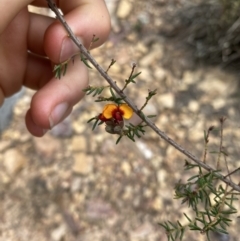 Dillwynia sericea at Acton, ACT - 30 Mar 2022