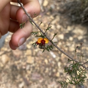 Dillwynia sericea at Acton, ACT - 30 Mar 2022