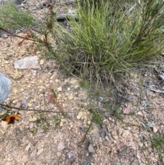 Dillwynia sericea at Acton, ACT - 30 Mar 2022