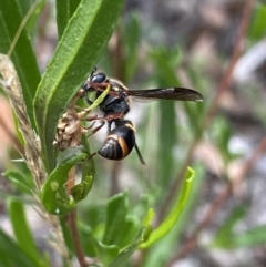 Eumeninae (subfamily) (Unidentified Potter wasp) at Black Mountain - 30 Mar 2022 by Ned_Johnston