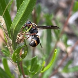 Eumeninae (subfamily) at Bruce, ACT - 30 Mar 2022 02:16 PM