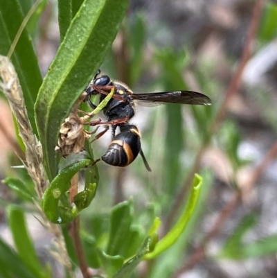 Eumeninae (subfamily) (Unidentified Potter wasp) at Black Mountain - 30 Mar 2022 by Ned_Johnston